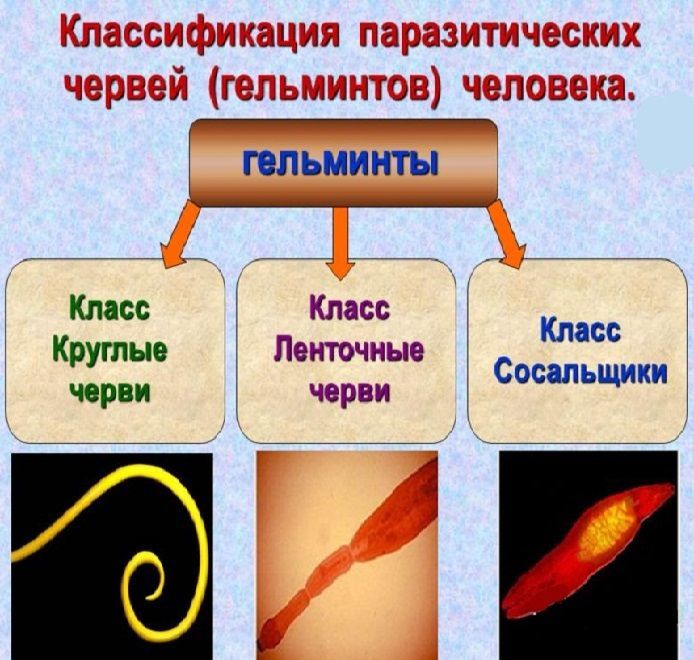 Паразитические черви виды. Анатомическая классификация гельминтозов. Классификация гельминтозов человека. Классификация гельминтов схема. Классификация паразитических червей.